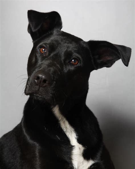 labrastaff mixed dog.